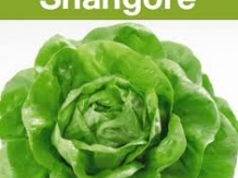 Salata Shangore